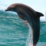 Dolphin